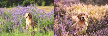 a6c599a4400d553173a1564466cb0406_348x116_fill
