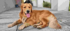 e08e5288c1a143655a75f309c636fbce_239